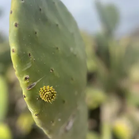 Appartement Tea-rose Loft *