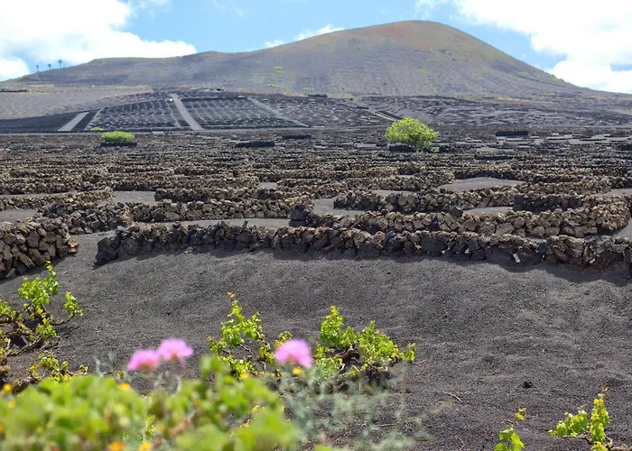 Lejlighed Tea-rose Loft Conil