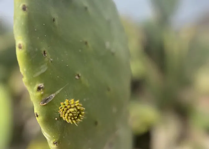 Lejlighed Tea-rose Loft *